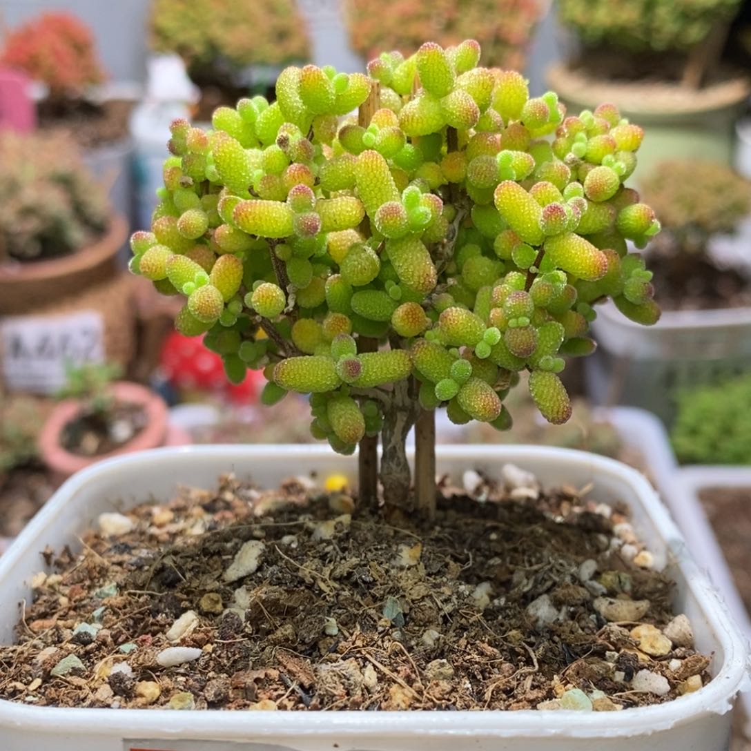 金桔糖球枝干番杏A408