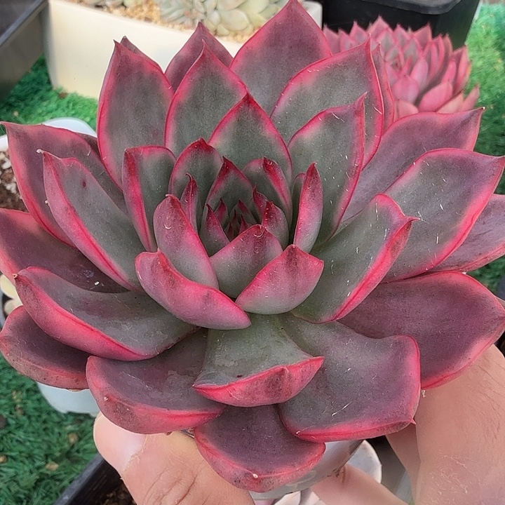 野马锦多肉锦植物