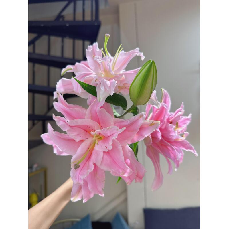 尤尼格重瓣香水百合