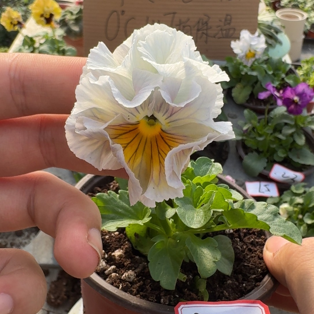 大部分花苞少量开放72