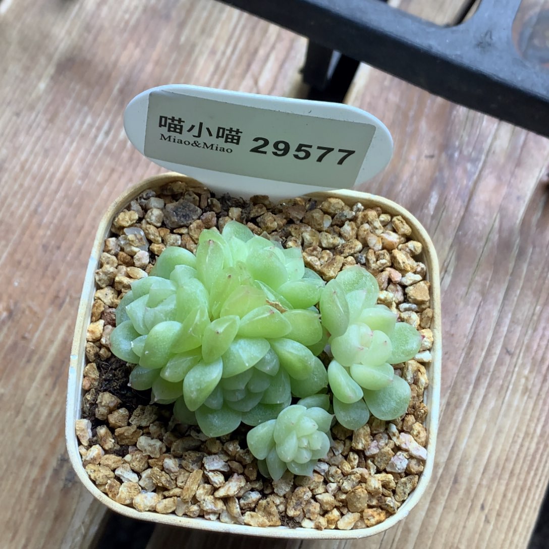 尼***色多肉植物杂交珍妮