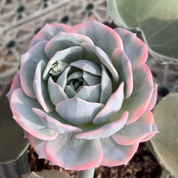 白茶锦一物一拍锦龙