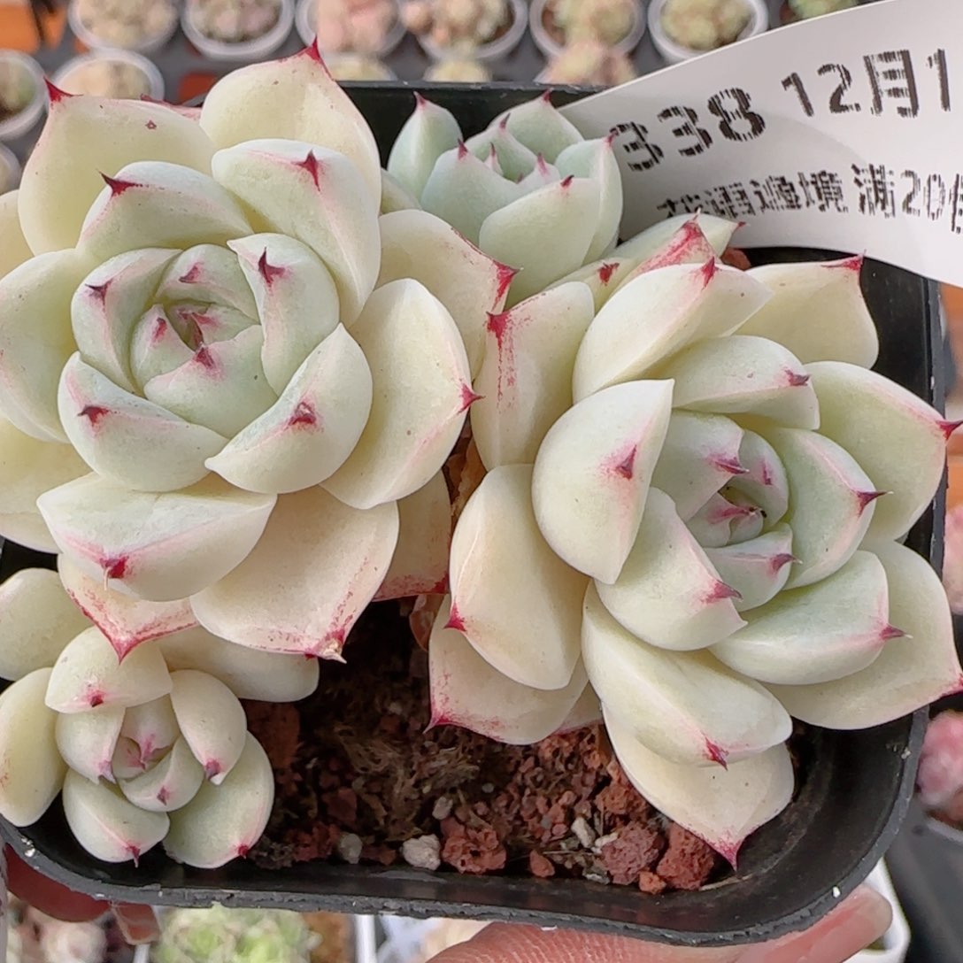 花语多肉1211-338白魔仙散