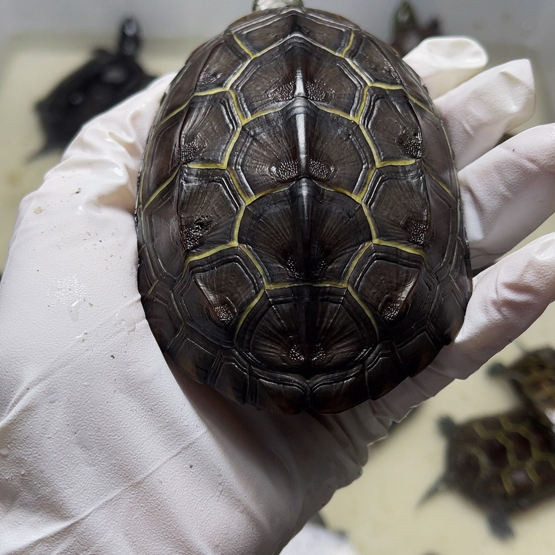 中华草龟母46789578