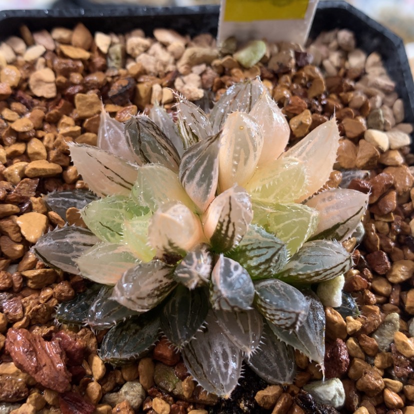 【闪购商品】495楼兰