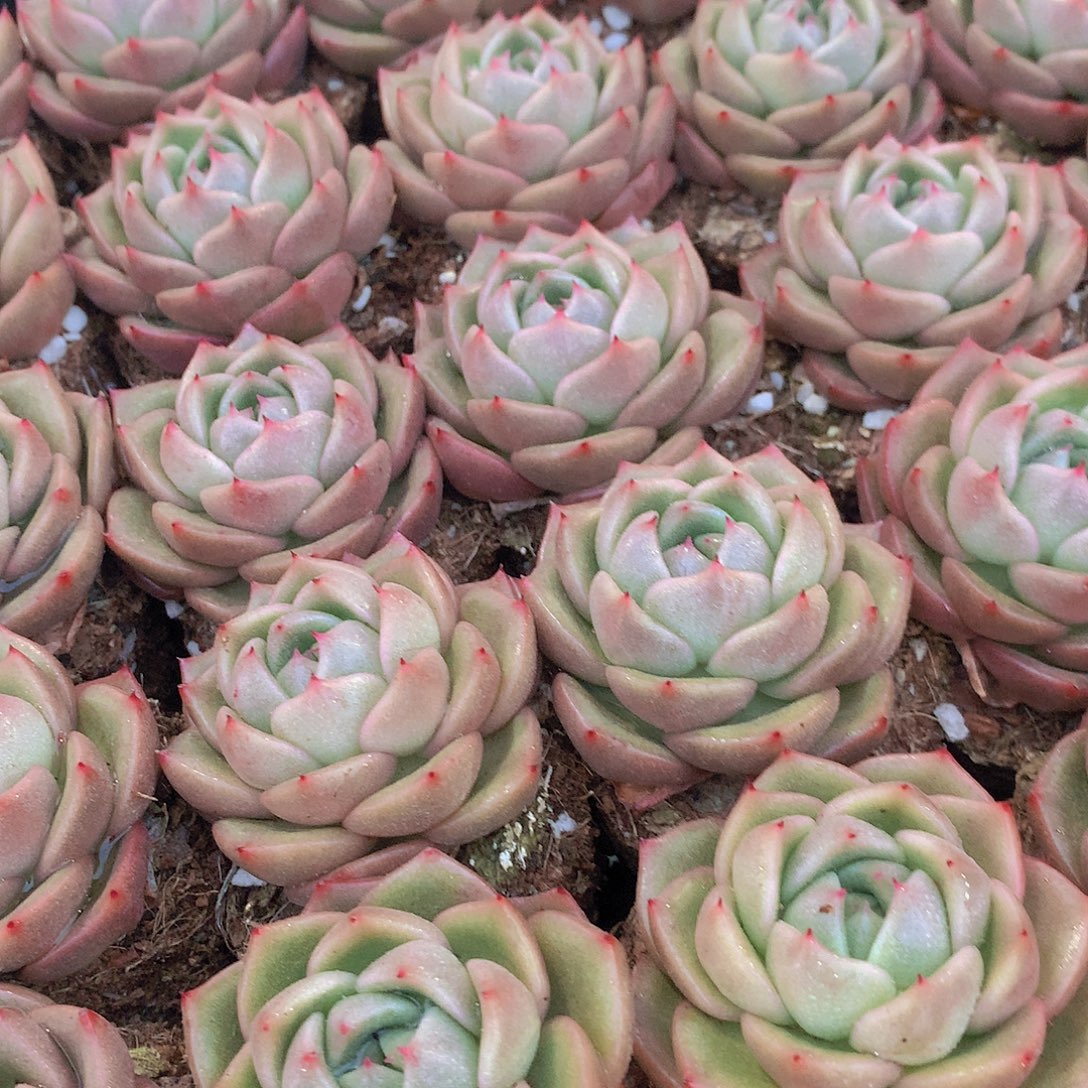 三颗冰宝龙2467788999000