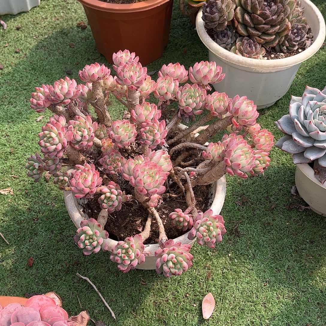 云蓝苹果多肉植物19