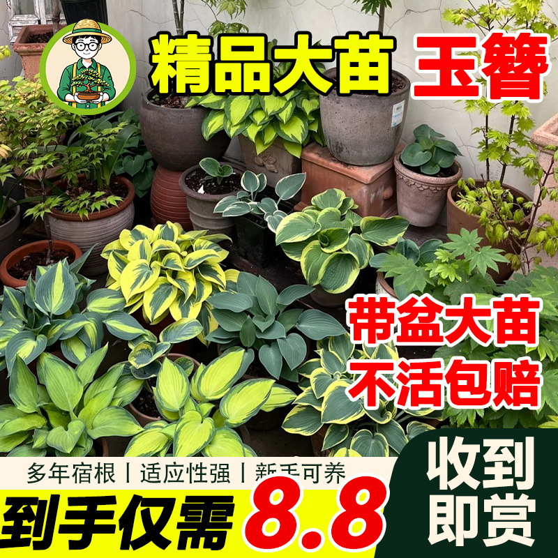 拾园记【玉簪花直播间】盆栽室内外庭院多年生耐阴热好养观叶绿植物
