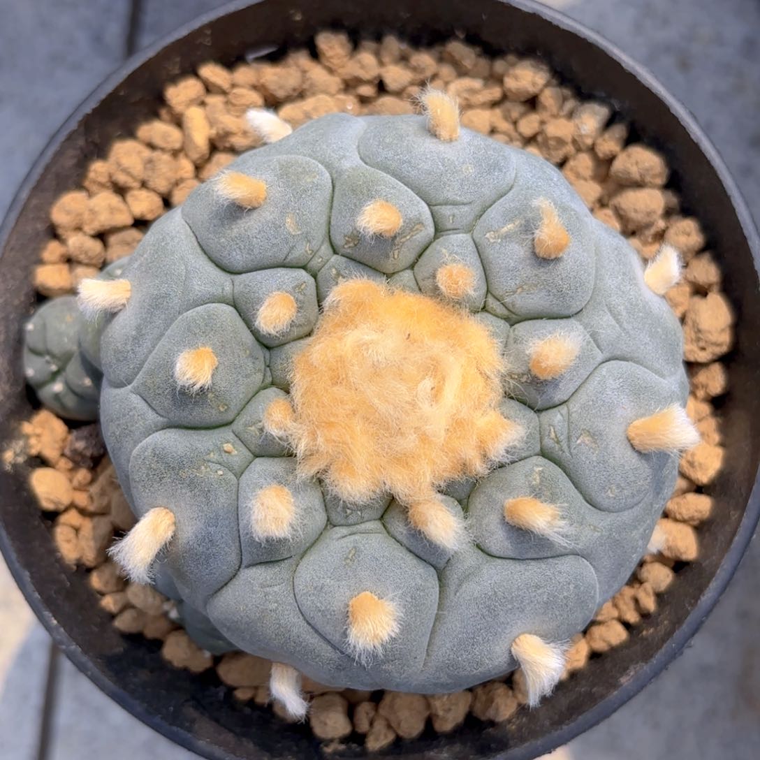 m818实生大you群带盆