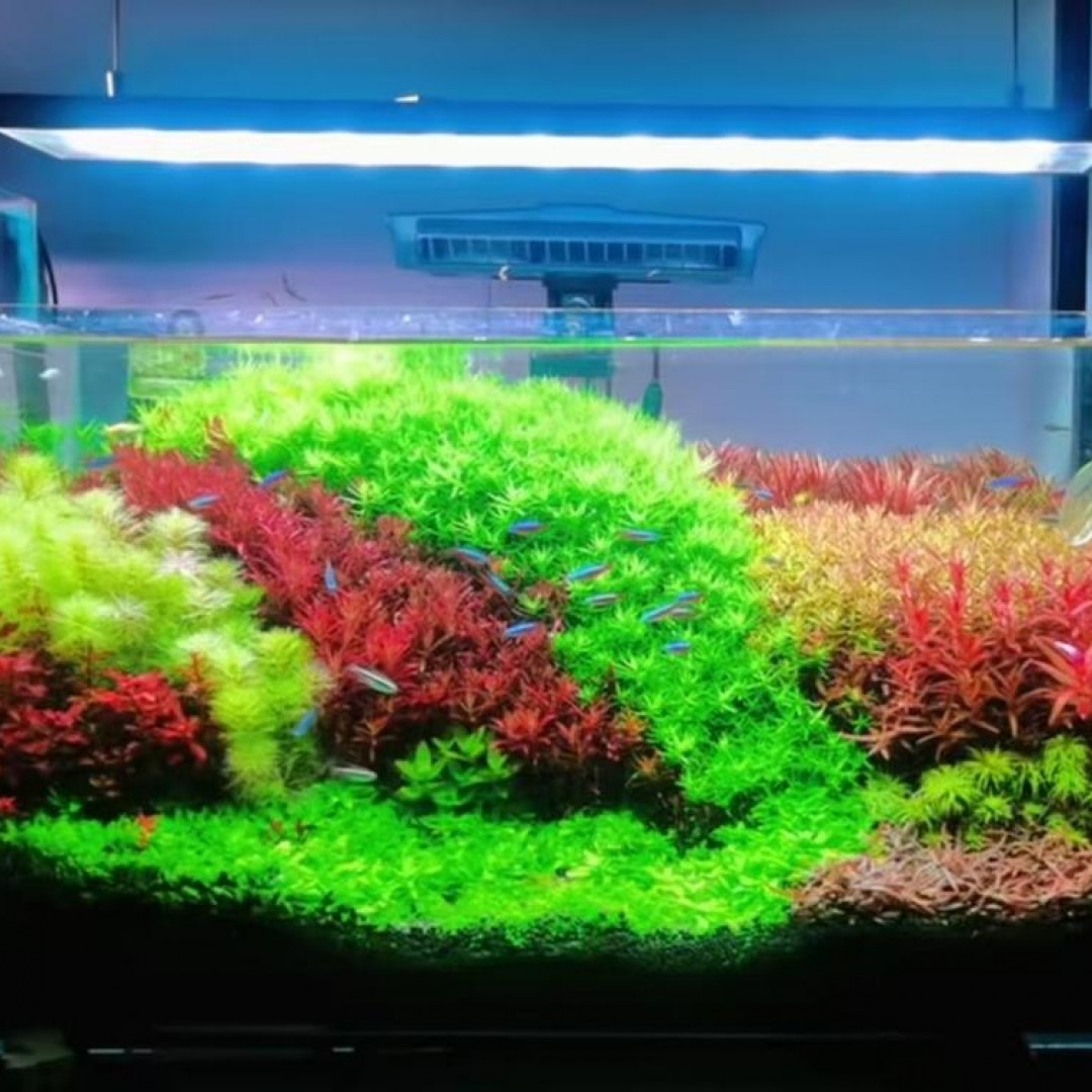 鱼缸水草鱼缸装饰造景鱼缸水草植物草缸60-90缸鱼缸造景套餐