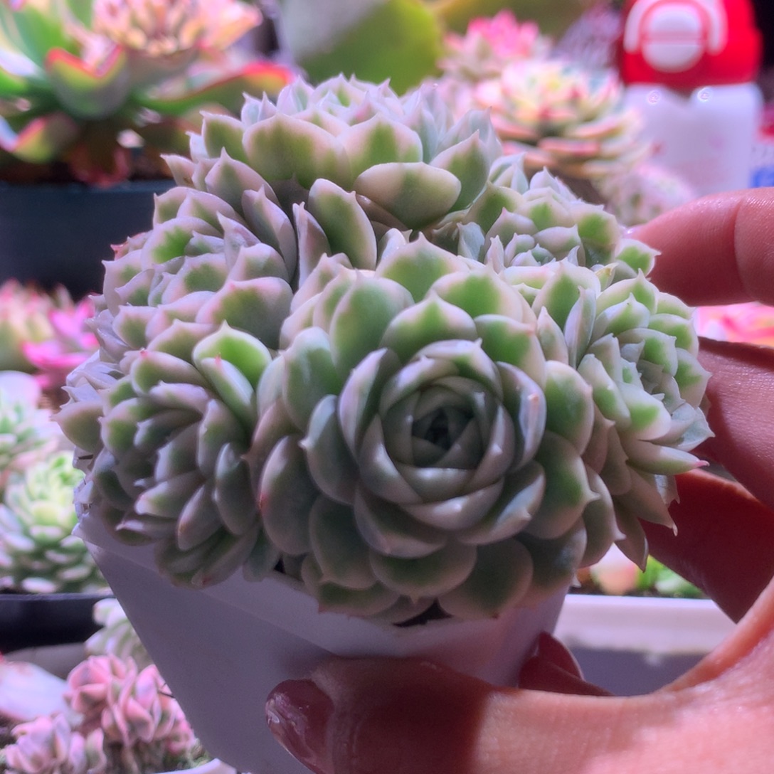 退单福利圆叶昂斯诺覆轮锦群生有根