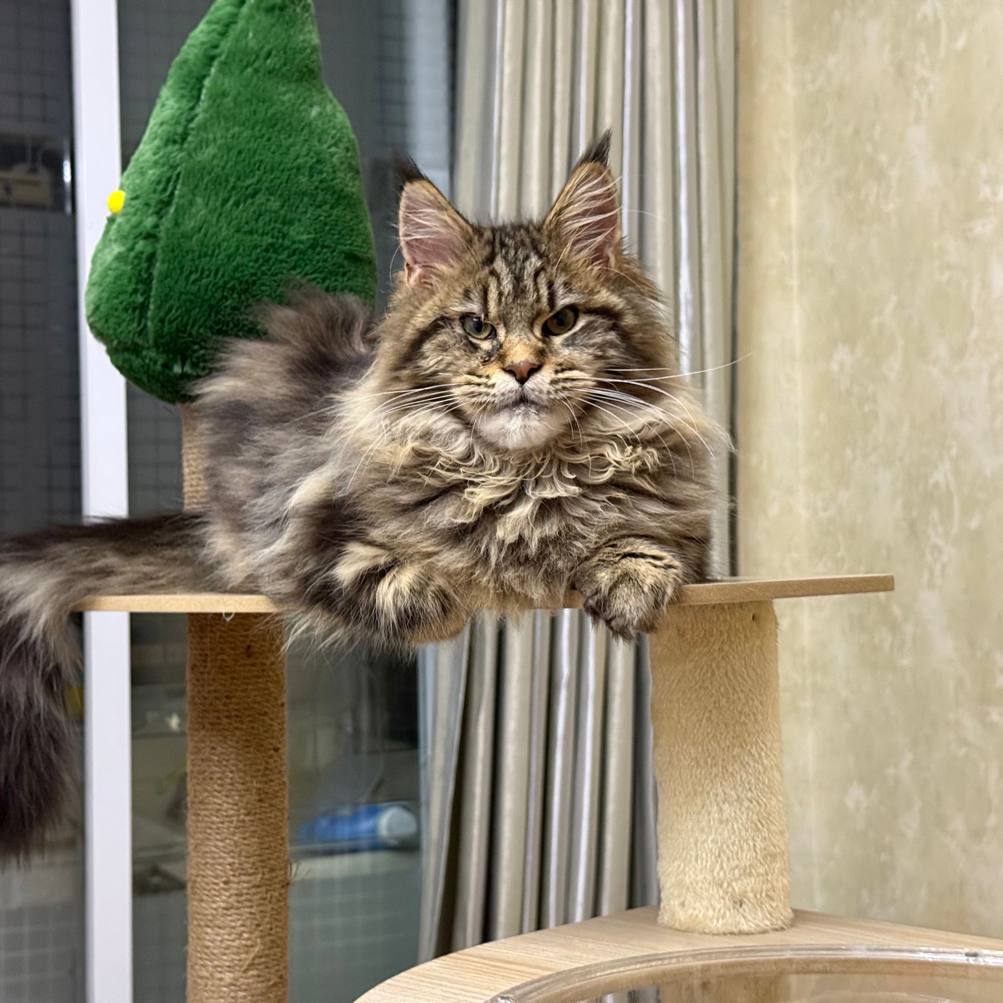 【小怪兽】缅因猫活体宠物