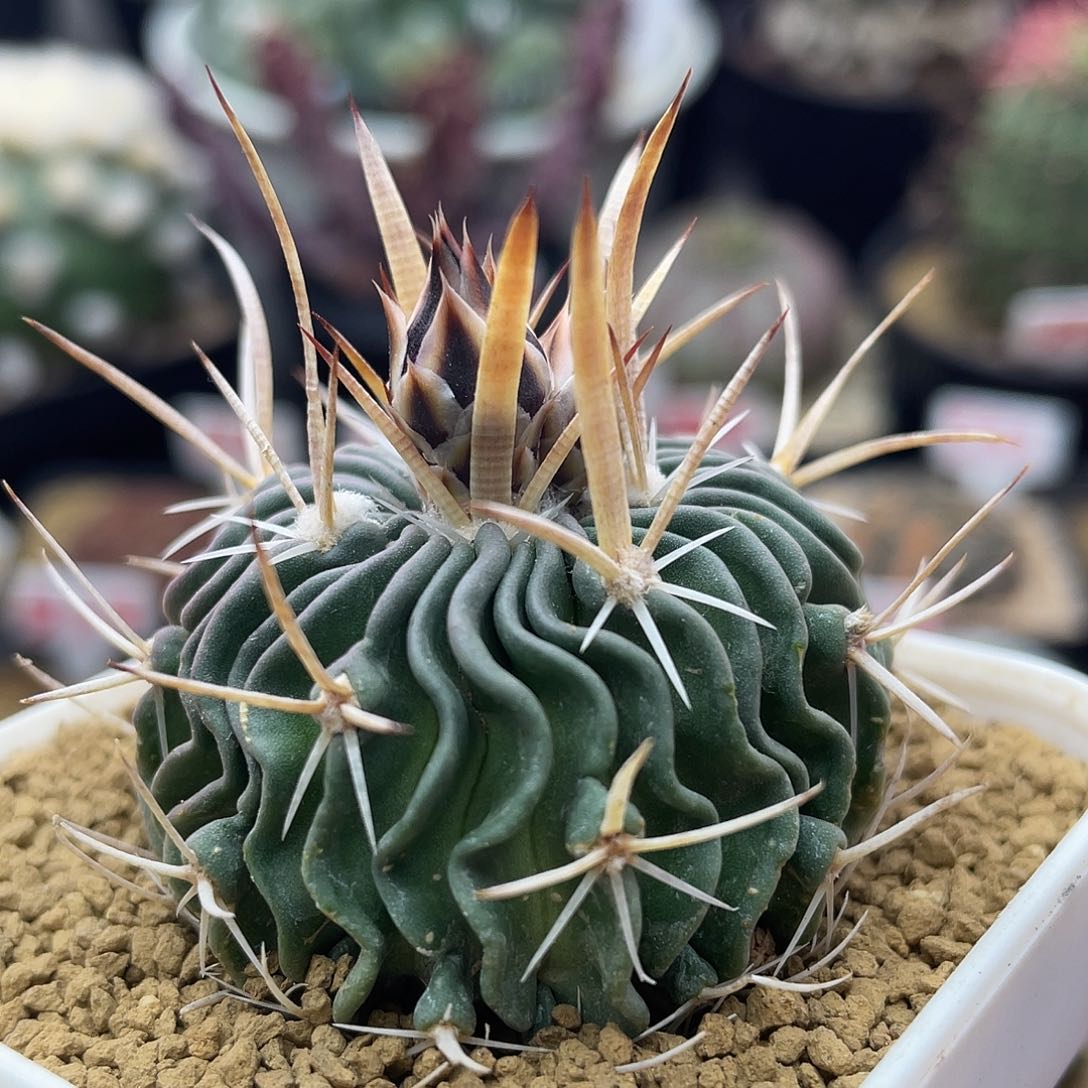 实生喷泉刺振武玉仙人球