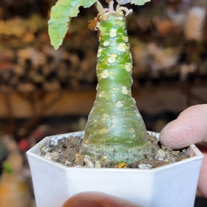 满38包邮2天凑单，脱土晾根发货多肉植物