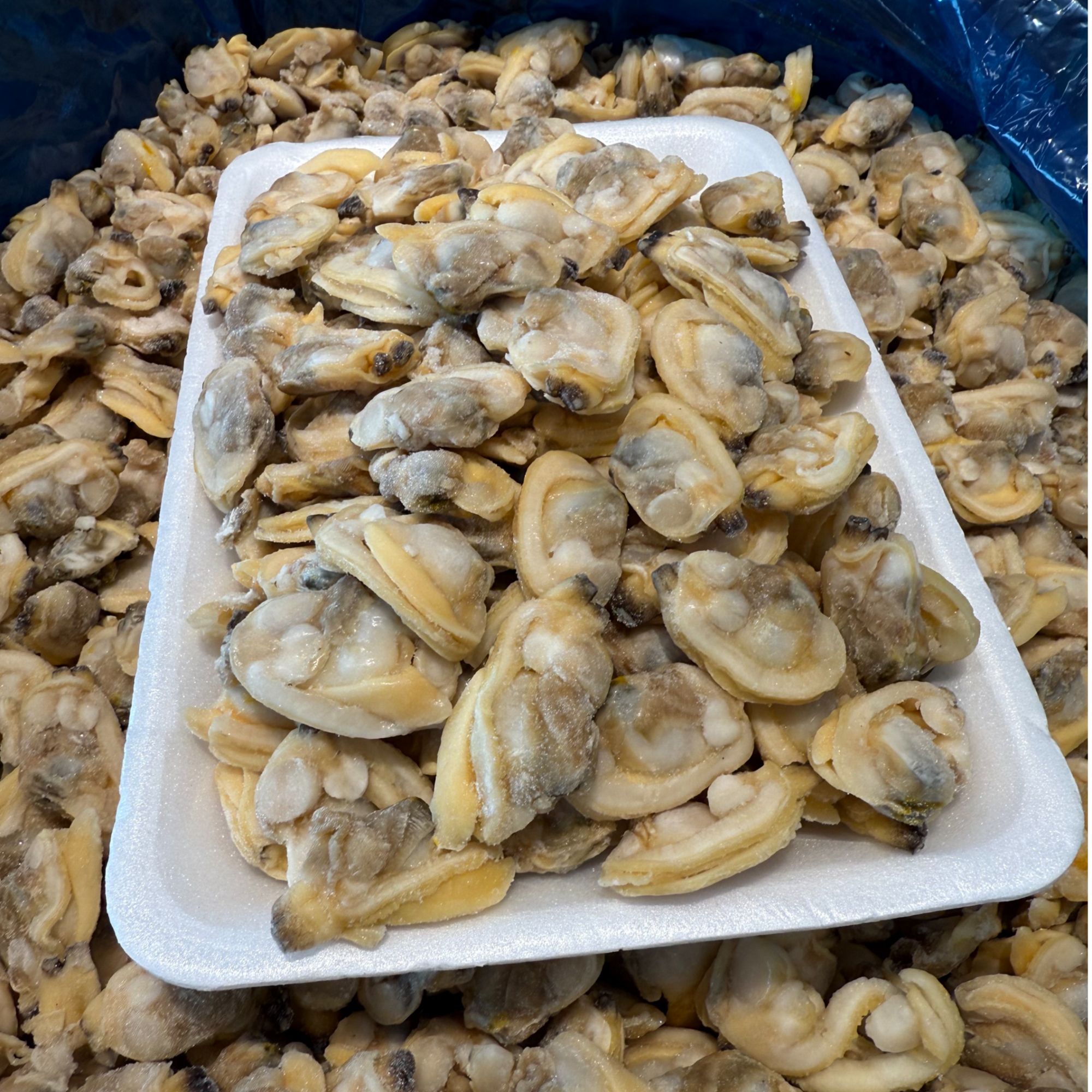  【渤海湾 大花蚬子肉】饱满的大肉 特别新鲜 可以凉拌涝汁炒菜