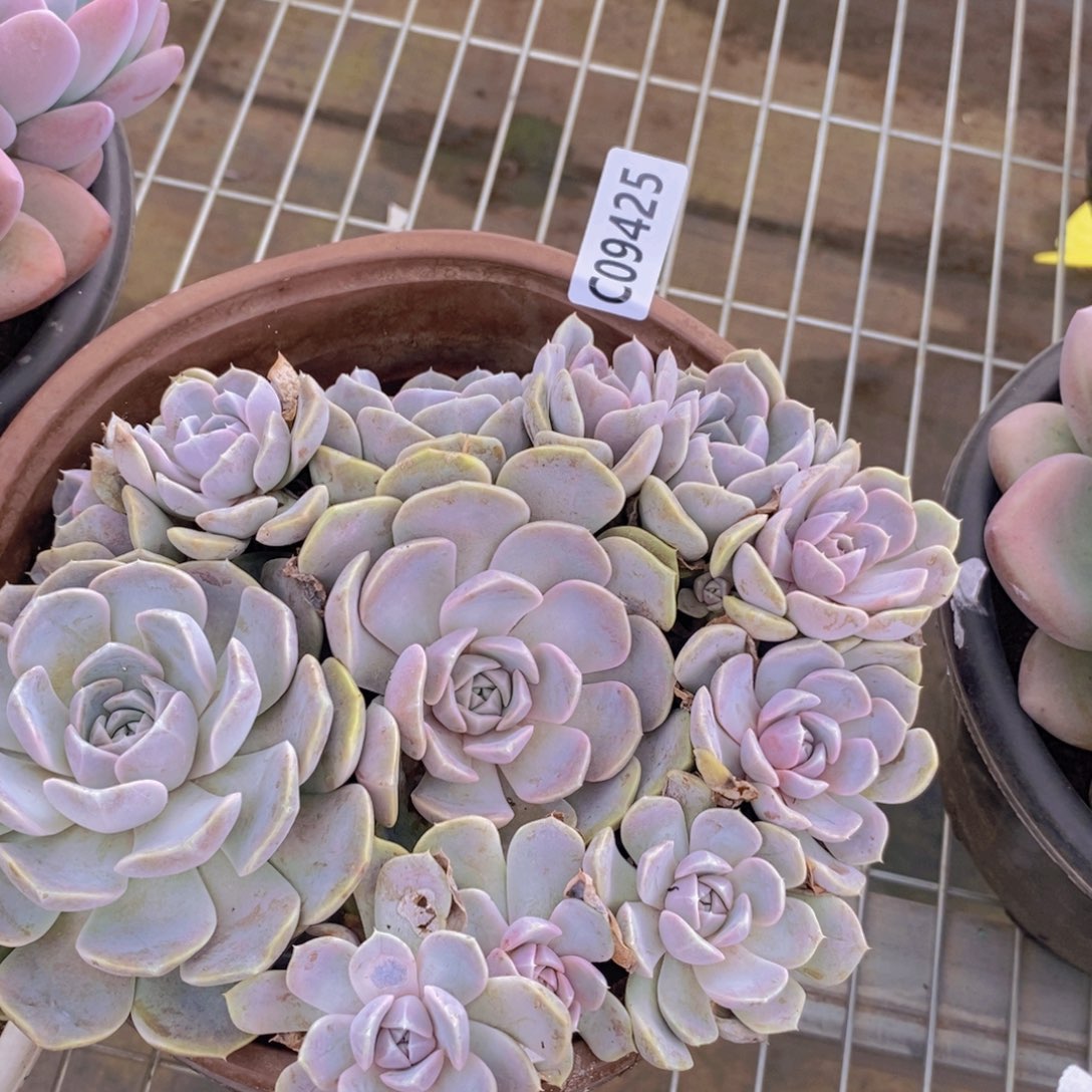9425汉堡手捧一物一拍