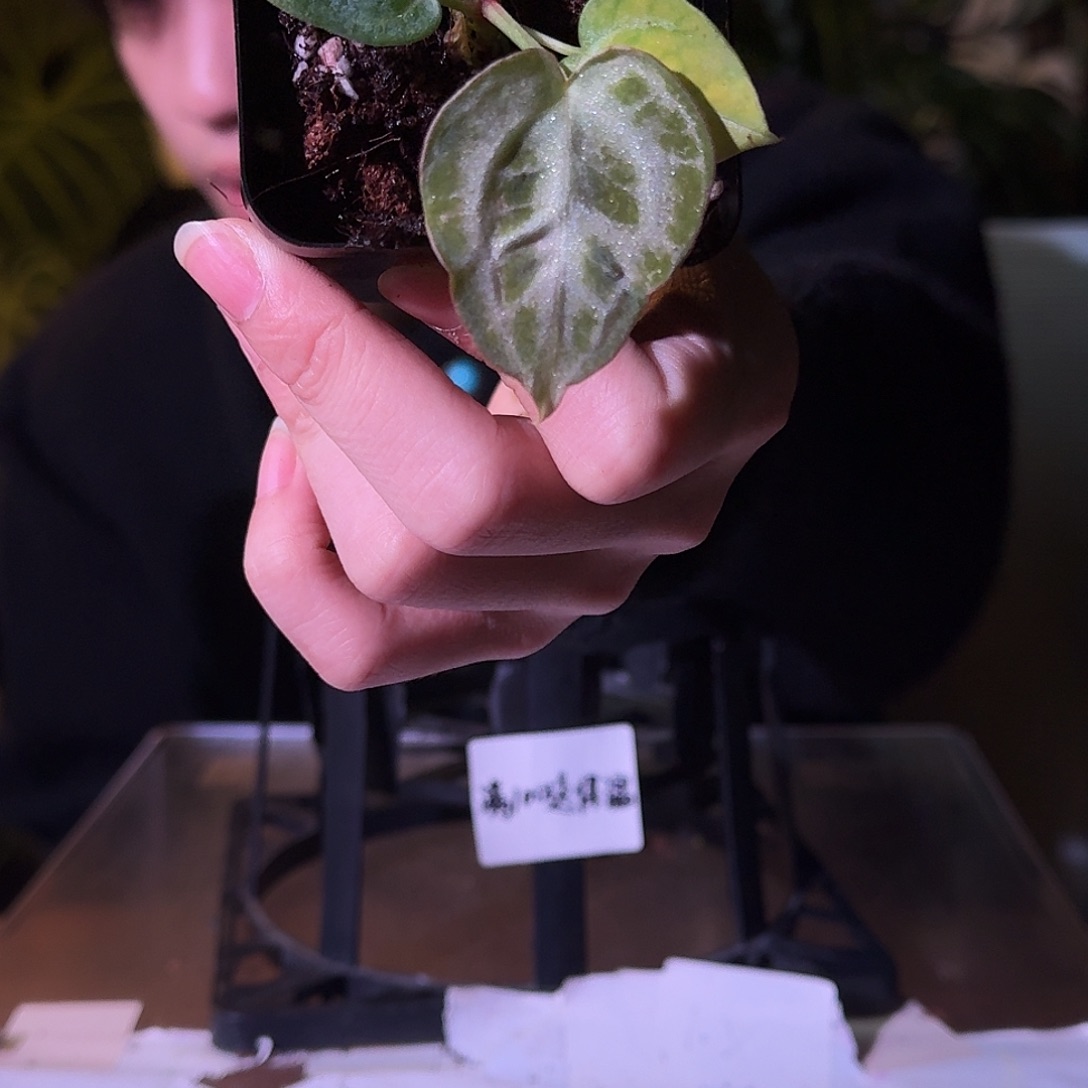 不开花植物H123银色面纱杂超级银