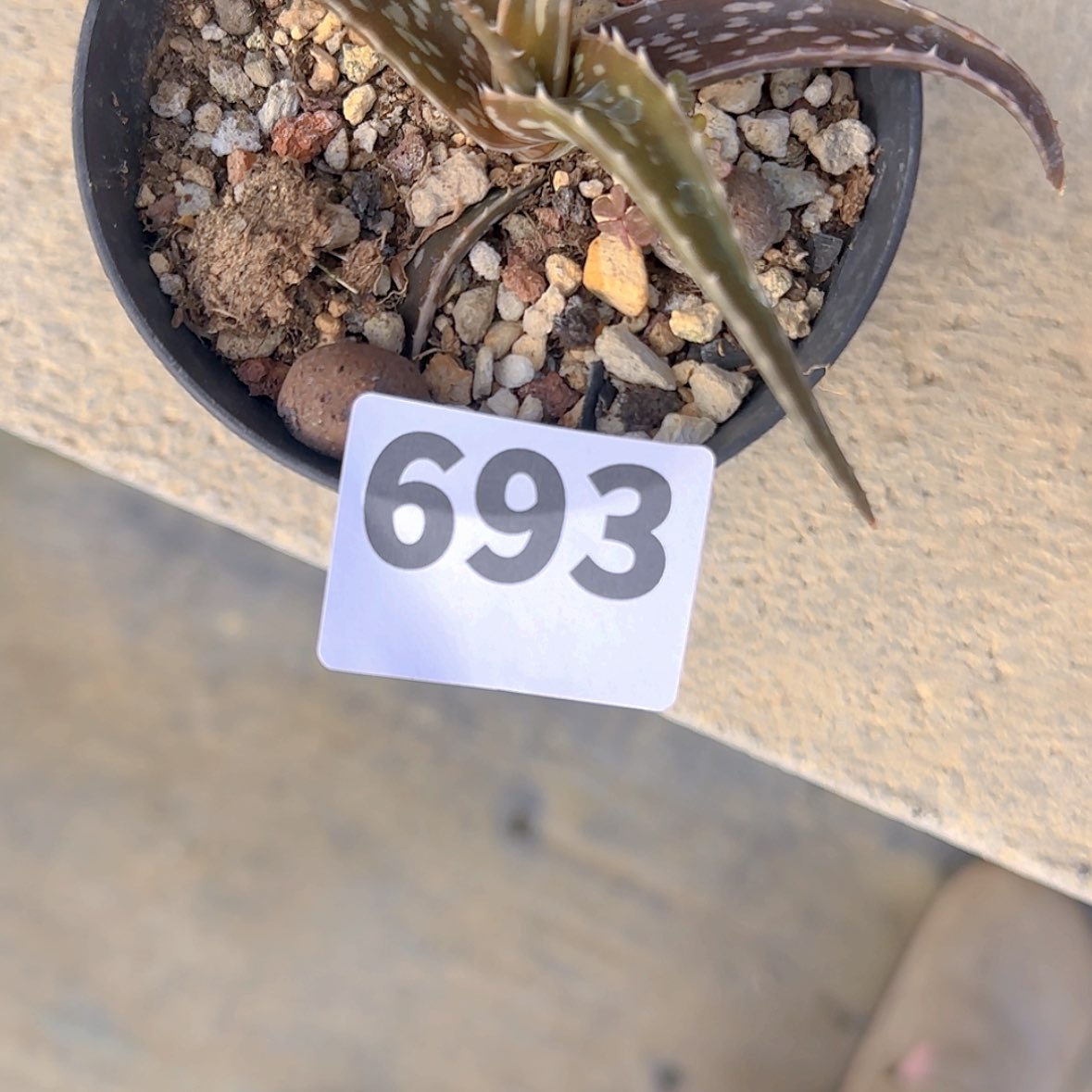 【闪购商品】难**涂块根植物