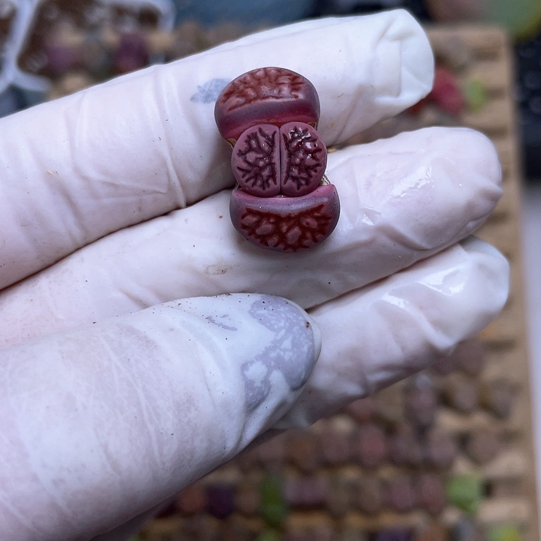 173号 紫菊 888888