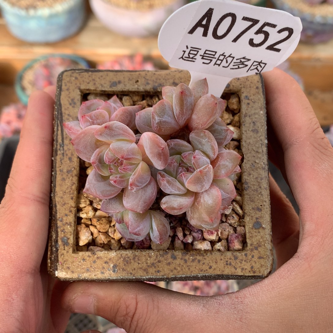 A0752 开播福利 星影小群 紫心 有砍 6.5cm