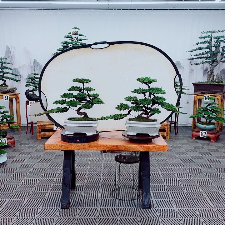 用***2无花朵松柏盆景，一物一拍