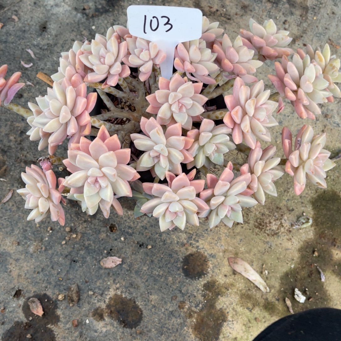D***Y老阿姨花卉一物一拍103