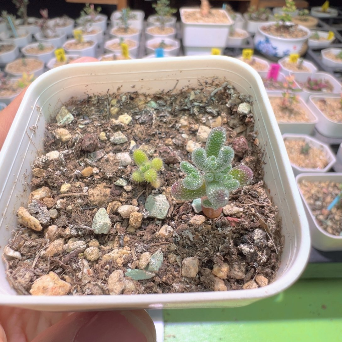 2颗，尺寸小，1212实生彩虹兔耳和实生粉冰晶，拍下不退不换