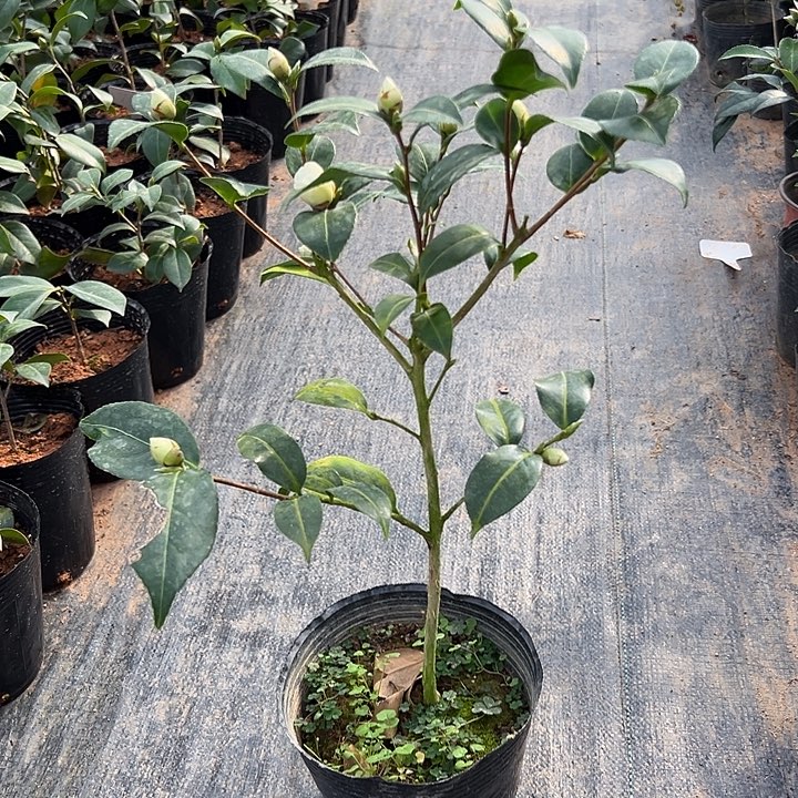 大部分花苞少量开放，澳洲黄