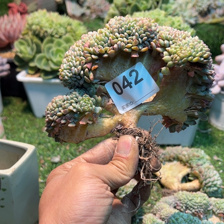 福***甜染的多肉一物一拍42