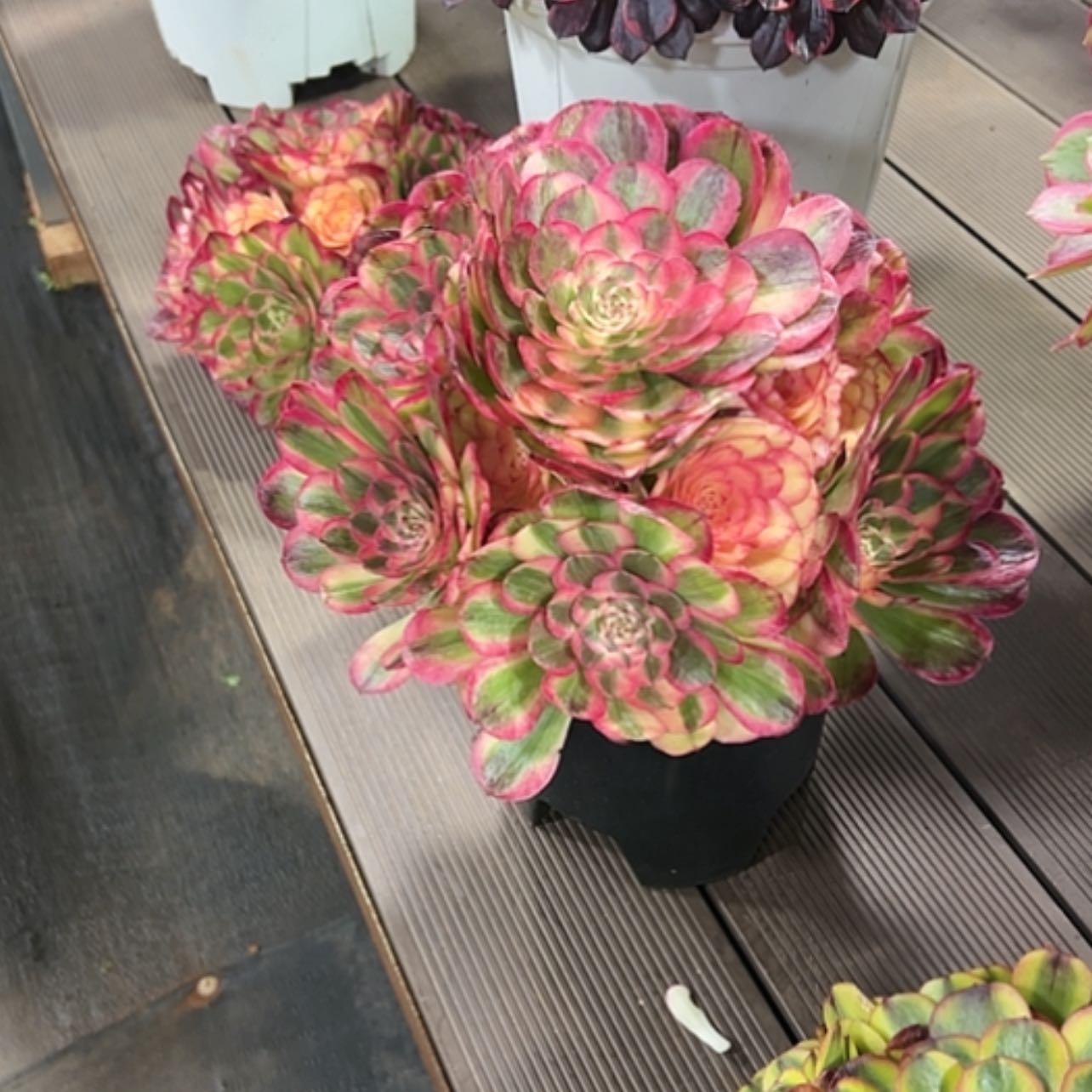 【闪购商品】红陶芸***肉1111111111