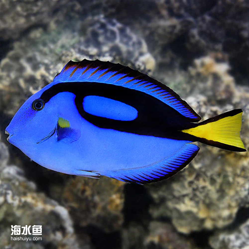 蓝吊  海水观赏鱼