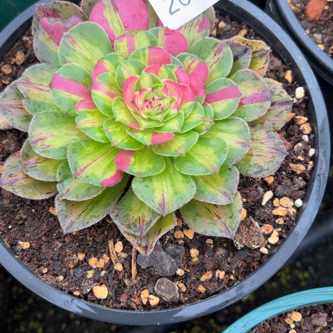 2622知否掐心朵朵寄养国庆