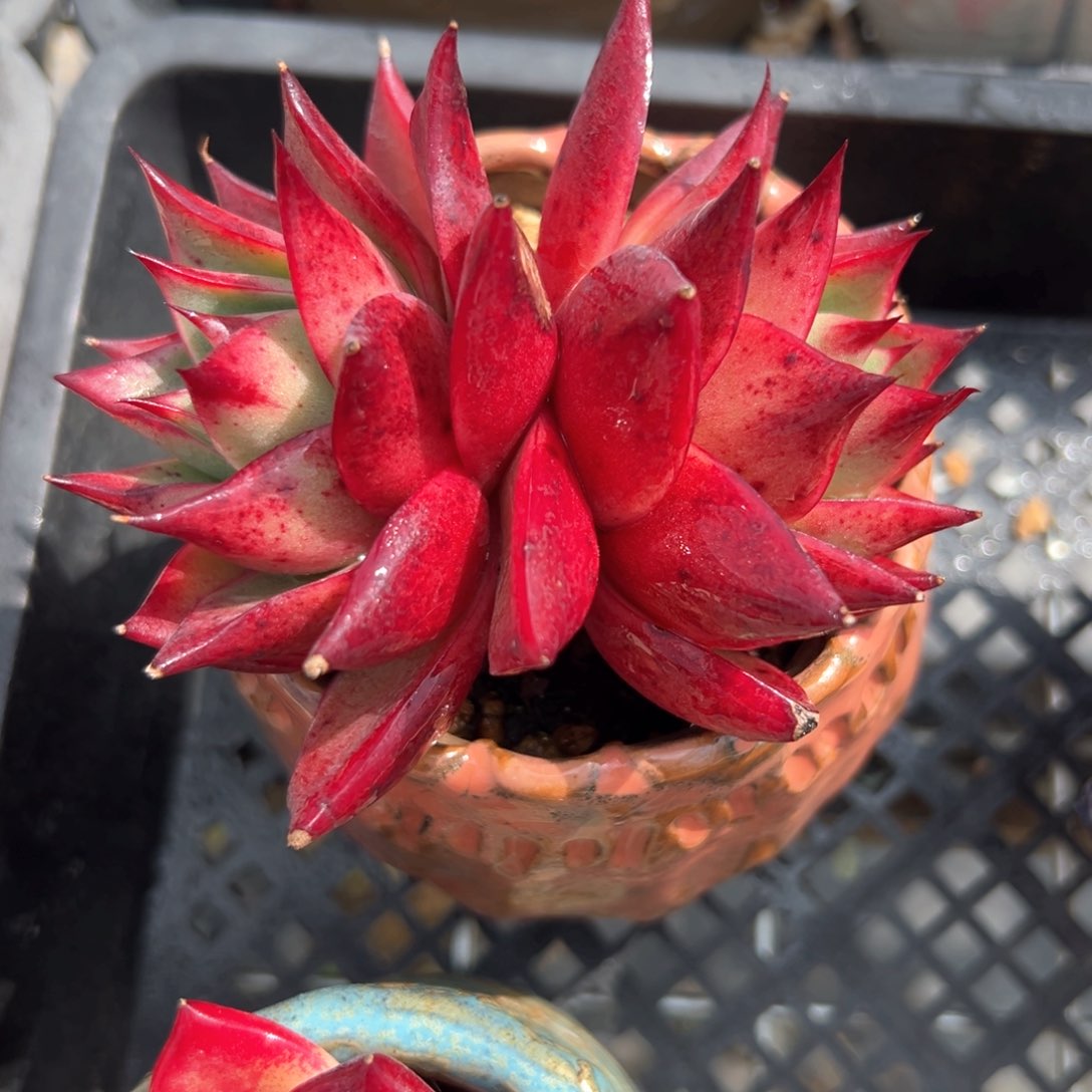 斯特拉（满38包邮）多肉