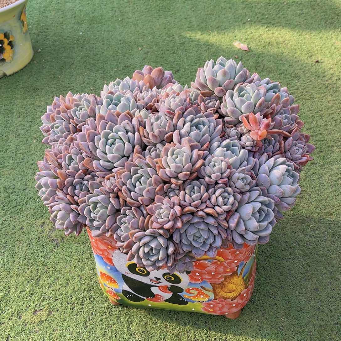 ?*然多肉粉冰玉安带盆