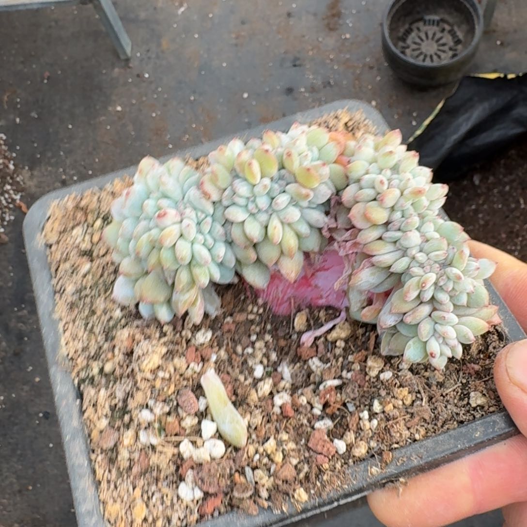 11厘米的尺寸一物一拍的