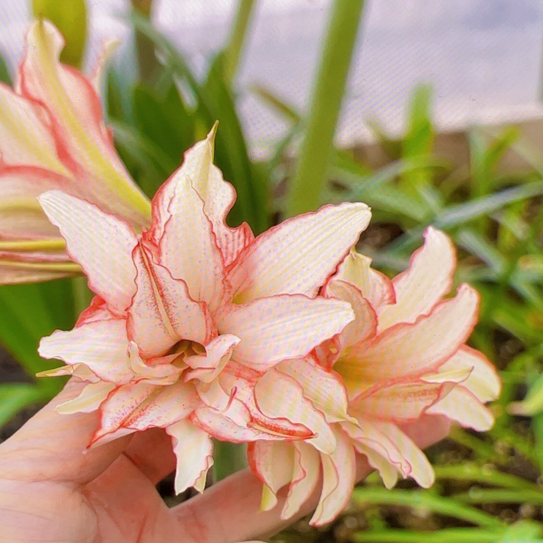 迷朱姬胧月开花球2号