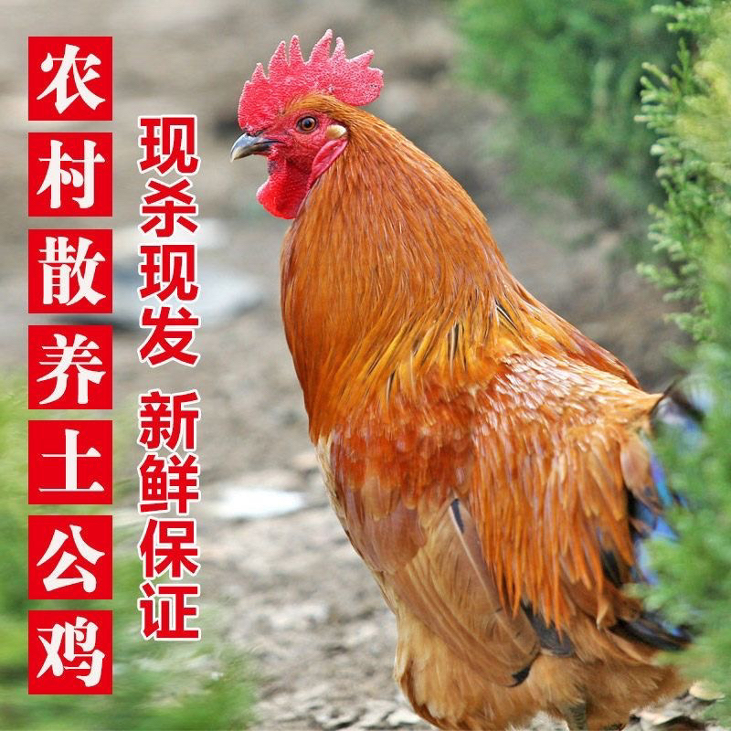 农村生活乡村散养大公鸡3年左右活鸡现杀(顺丰冷链）生态土鸡