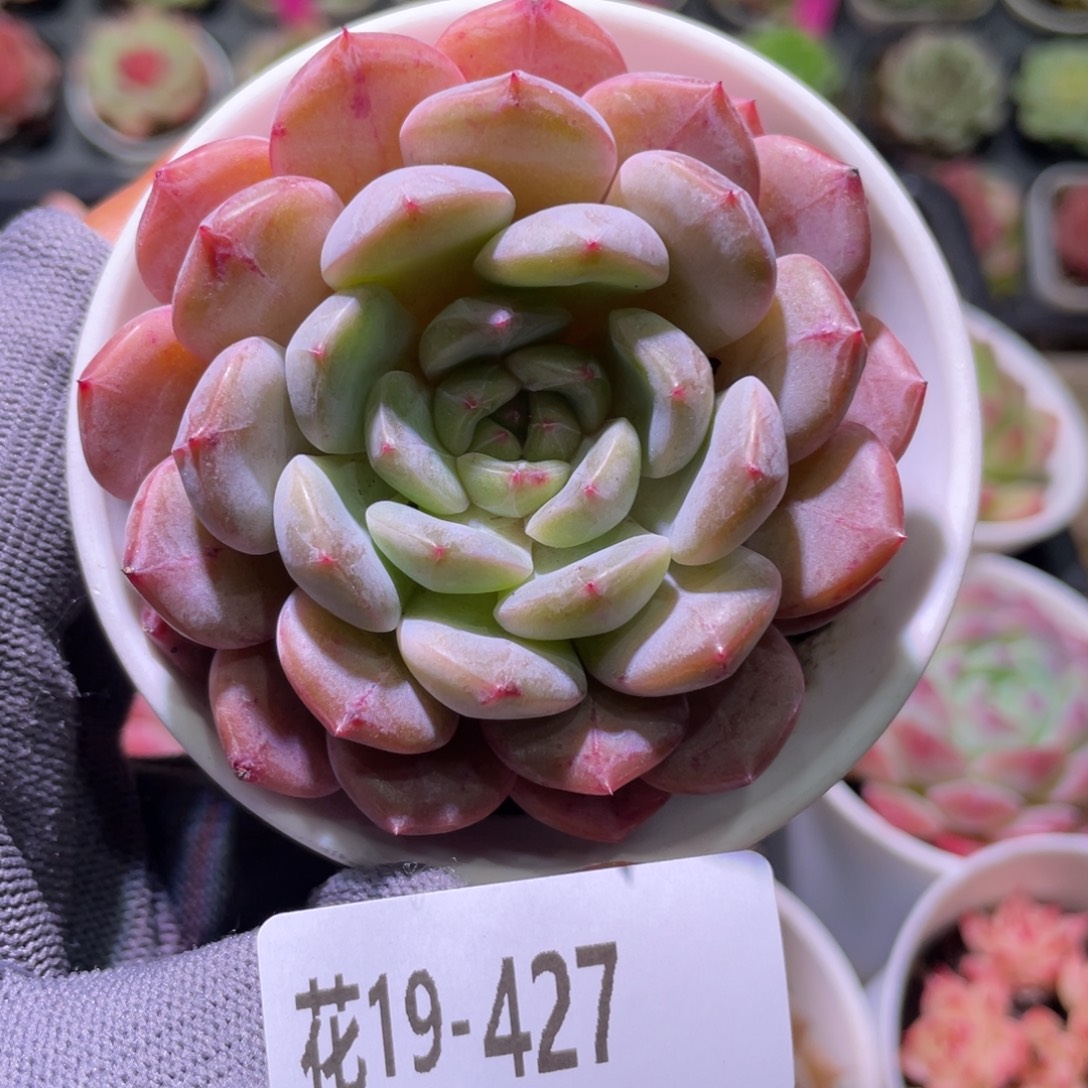 花利美19-427糖心新品