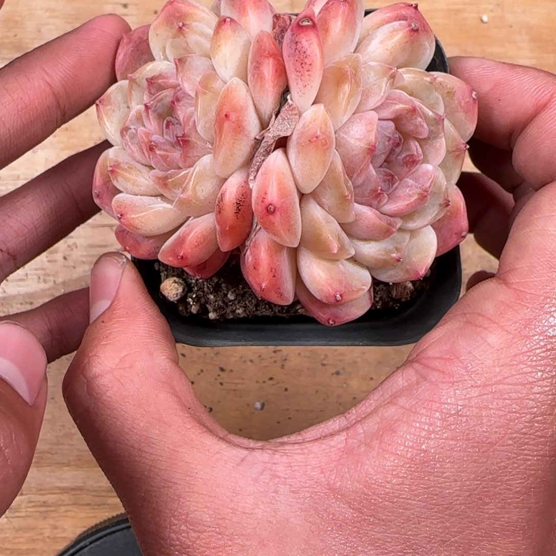 一物一拍麦秆珍妮04293