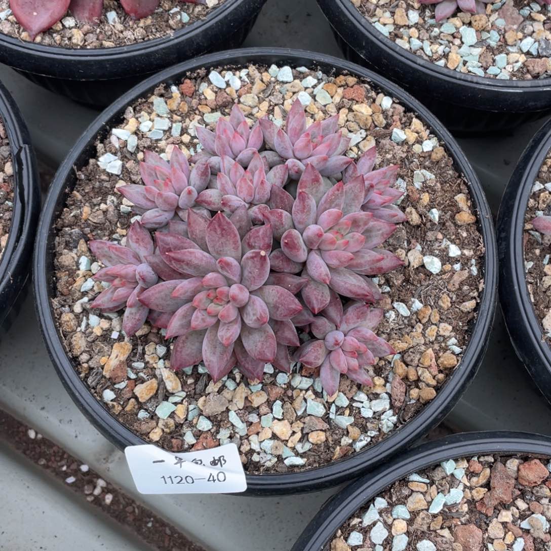 苹*?1120-40-虞美人。。。。。。