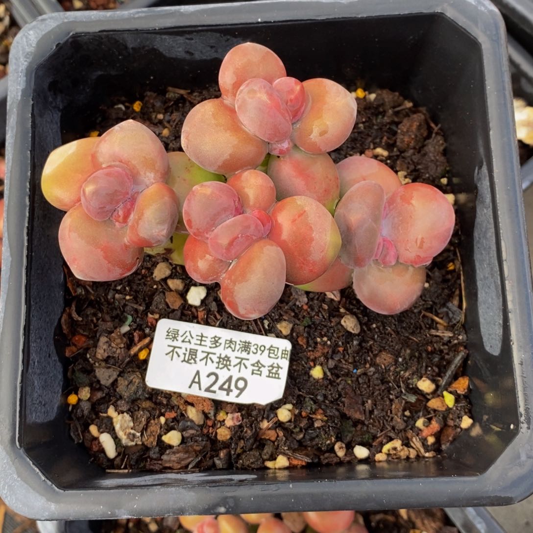 249芒果奶kk奶多肉7cm