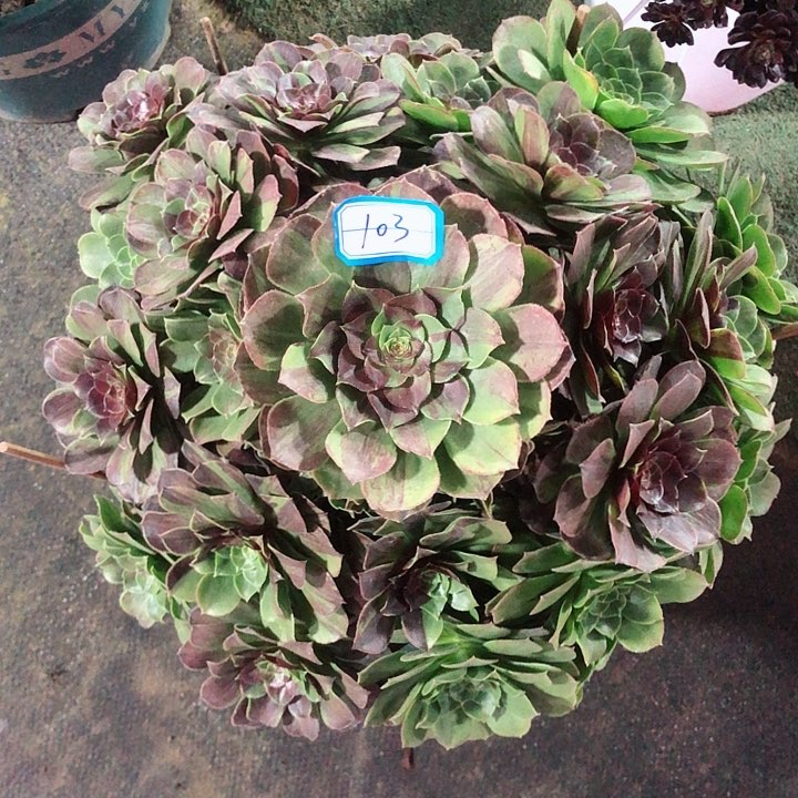 103花月夜法师多肉