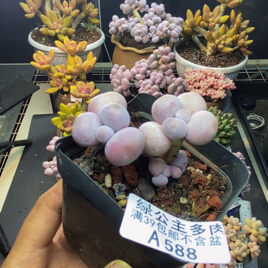588橙奶多肉肉5cm