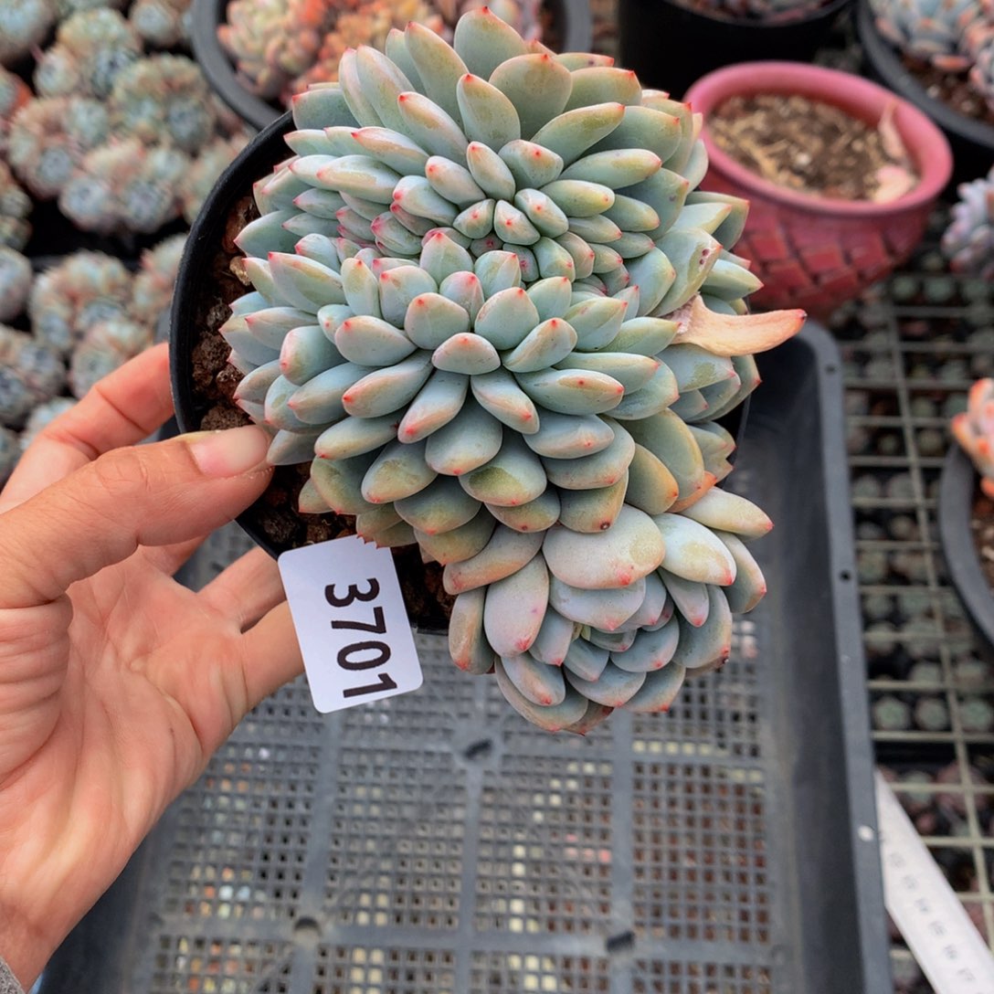 3701缀嗯嗯嗯我想看这个