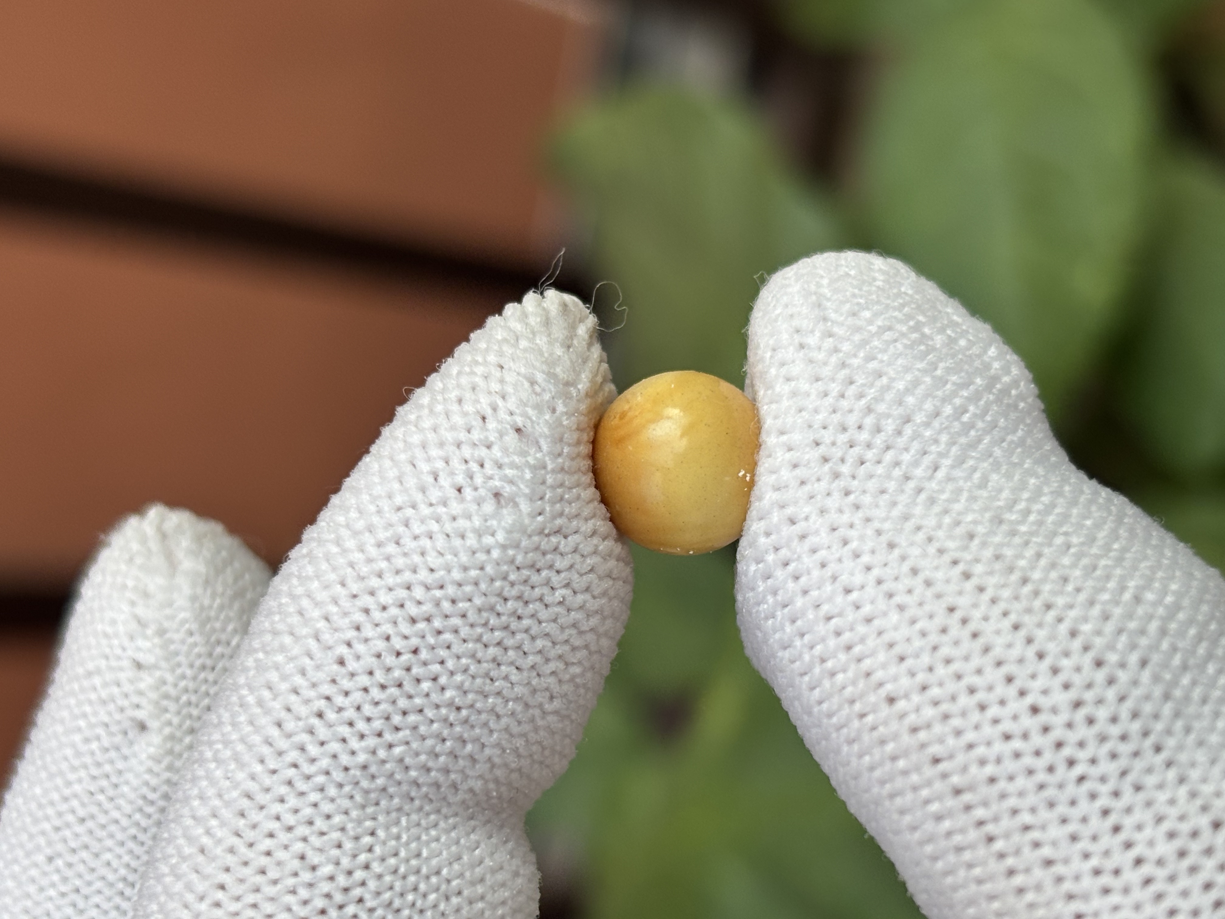 5438天然蜜蜡琥珀微瑕圆珠9.4mm