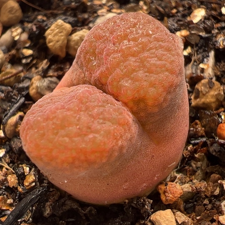 多肉植物百科134