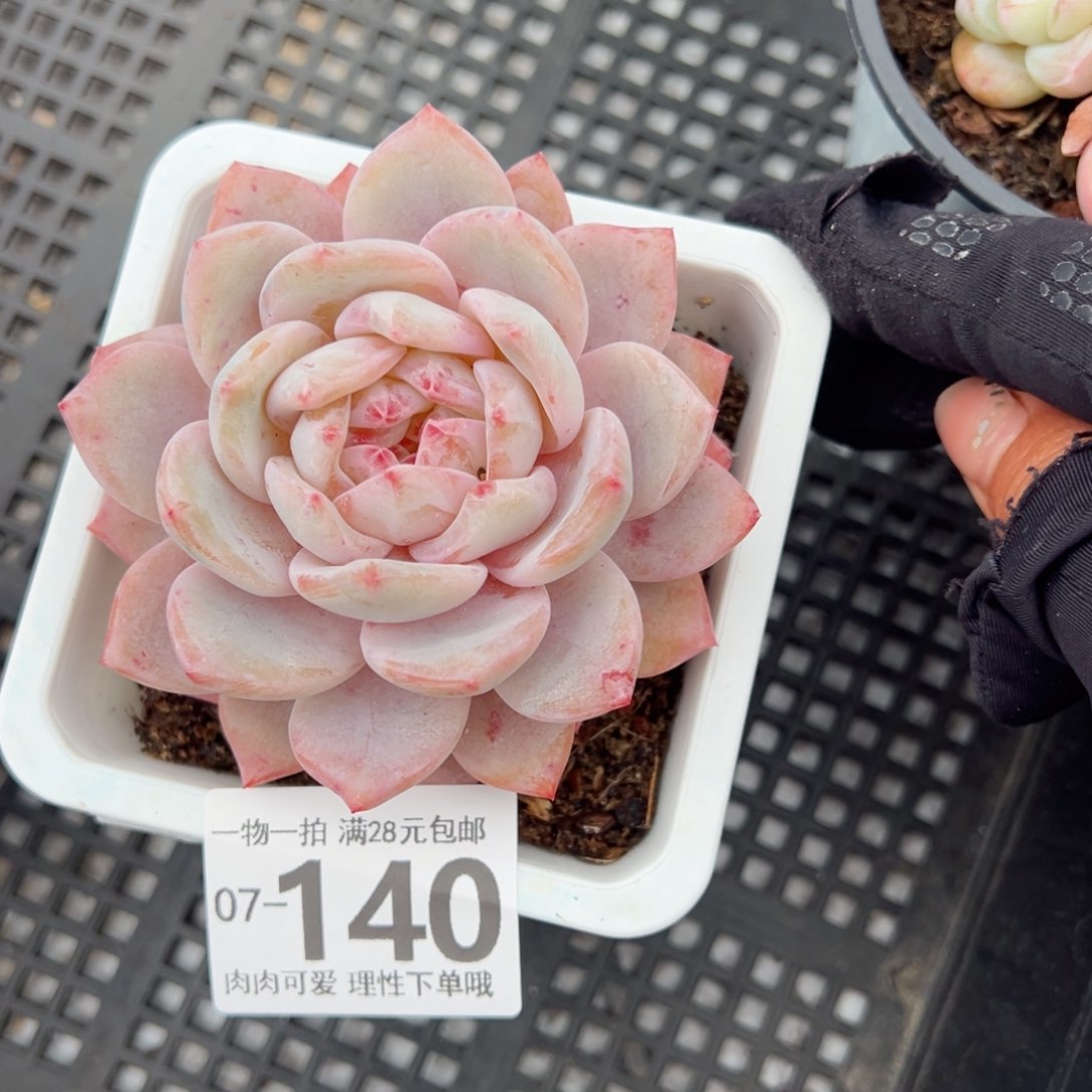 橙梦露多多肉多肉多肉多肉多肉