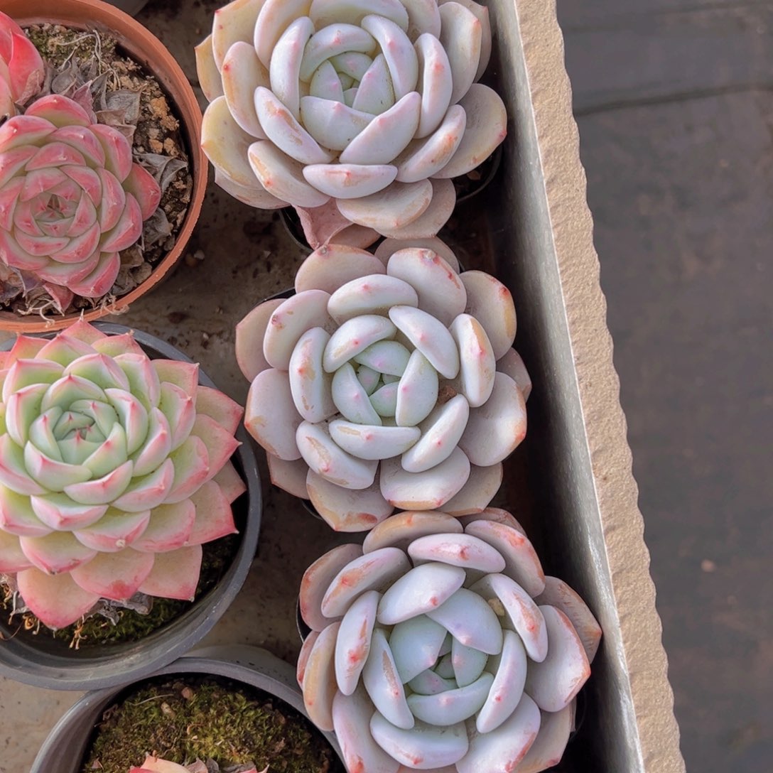 香玉的故事是一个人的故事