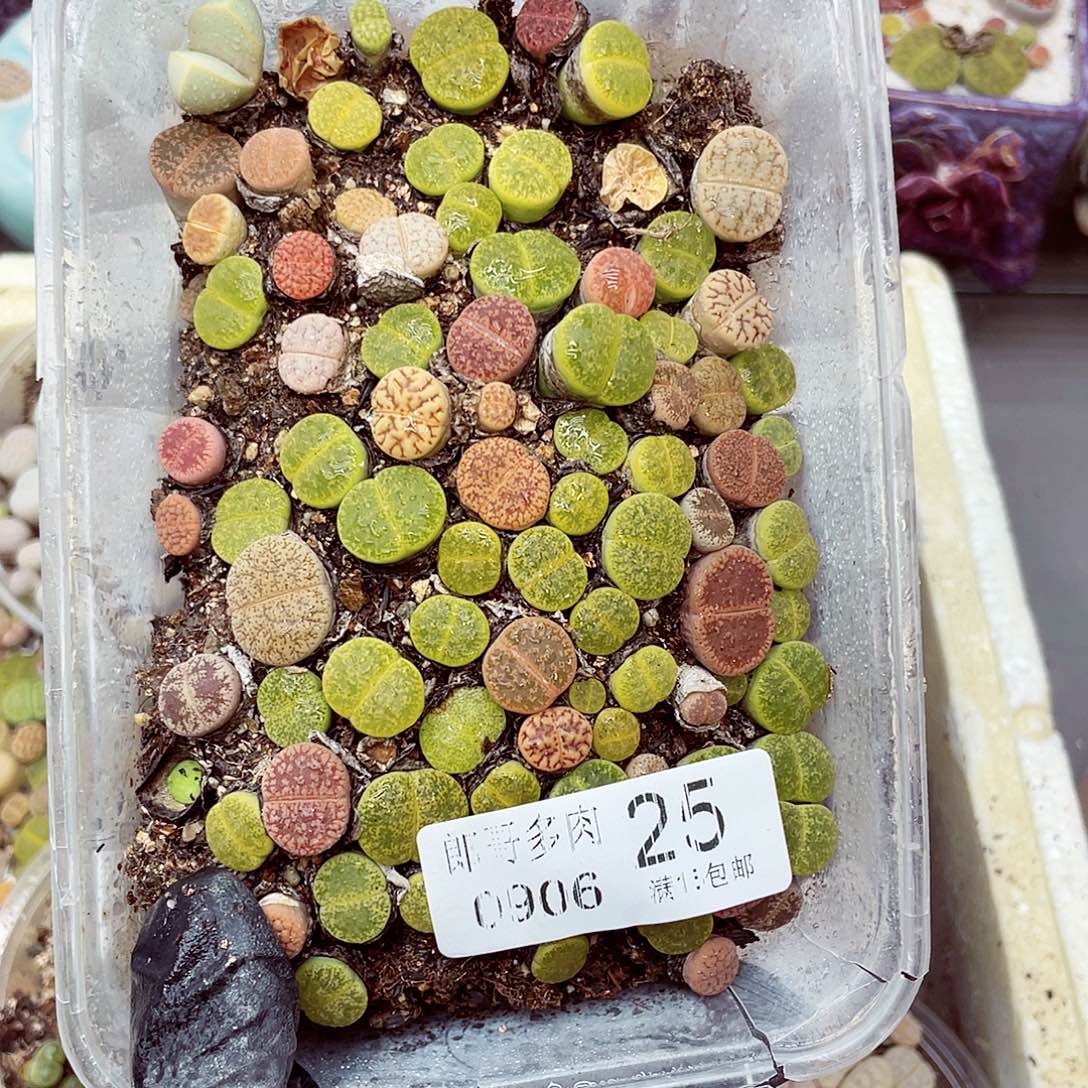 生石花18包邮0906-25
