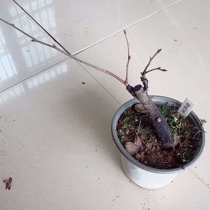 无花朵哈哈哈哈哈哈哈